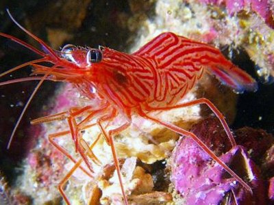 Four (4) Peppermint Shrimp for Saltwater Reef Aquarium Live Shrimp Aiptasia Fish Tank
