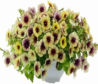 . 50 PC Petunia Hybrida Bonsai of The Balcony Flower in Pedunia Vase of Drag of The Bonsai of The Fiore Hanging Petunia Bonsai for The Garden of Plants House: 17: Only Seeds