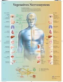 3B Scientific Lehrtafel - Vegetatives Nervensystem