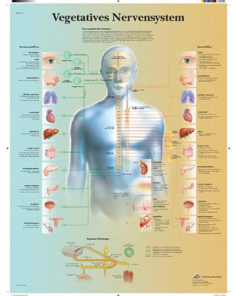 3B Scientific – Laminated Prostate Gland Chart – UV & Dust-Protected Anatomy Poster for Study, Teaching & Clinics