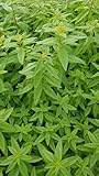 Aloysia citriodora/Verveine citronnelle/Godet/Aromatique/Eloigne les moustiques