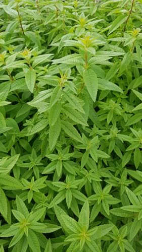 Aloysia citriodora/Verveine...