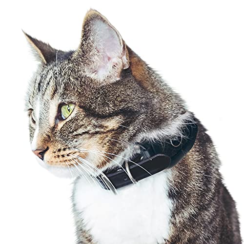 Top 3 Best GPS Cat Collars GOOD RATER