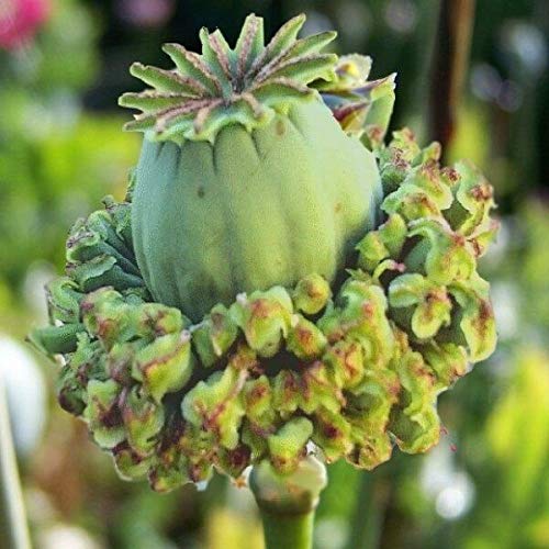 GETSO Seeds Package Not Plants: 40 + Hen & Chickens/Annual Flower Seeds