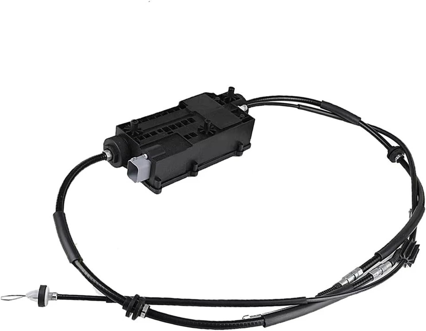 ④ ブンゲンス トウヒ ホプシー8号 最高等級極上品‼️ ② プンゲンス