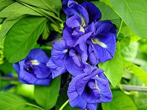 See full amazon price history chart for BeGrin Double Petal Blue Nilkantha Plant Aparajita Flower Butterfly Pea Flower Double Clitoria Ternatea Pigeonwings Bluebellvine Blue Cordofan Pea Darwin Pea 1 Healthy Plant (Without Pot) Size 1-1.5Ft BeGrin Double Petal Blue Nilkantha Plant Aparajita Flower Butterfly Pea Flower Double Clitoria Ternatea Pigeonwings Bluebellvine Blue Cordofan Pea Darwin Pea 1 Healthy Plant (Without Pot) Size 1-1.5Ft (B0DD45KH1W) Amazon Price History, Amazon Price Tracker