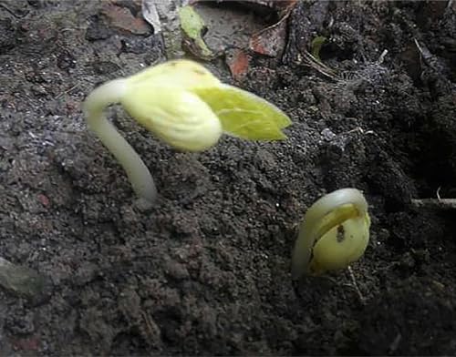 Bush Bean Red Kidney Bean Seeds