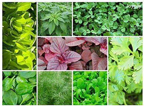 See full amazon price history chart for Joycity 8 Varieties of Leafy Vegetables Seeds Combo - 1600+ Seeds I Summer Vegetable Seeds for Home Gardening Joycity 8 Varieties of Leafy Vegetables Seeds Combo - 1600+ Seeds I Summer Vegetable Seeds for Home Gardening (B0C2W2P882) Amazon Price History, Amazon Price Tracker