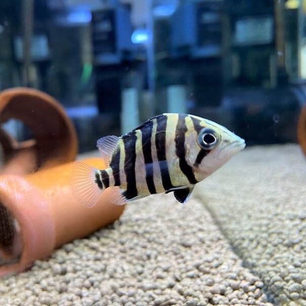 Amazon | ダトニオプラスワン（スマトラタイガー） 5-7cm 1匹