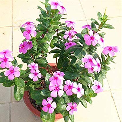 Gurveplantationi® - Sadabahar Catharanthus Roseus Flower Live Plant with Black Plastic Pot. (Pink) (B09X66MT5J) Amazon Price History, Amazon Price Tracker