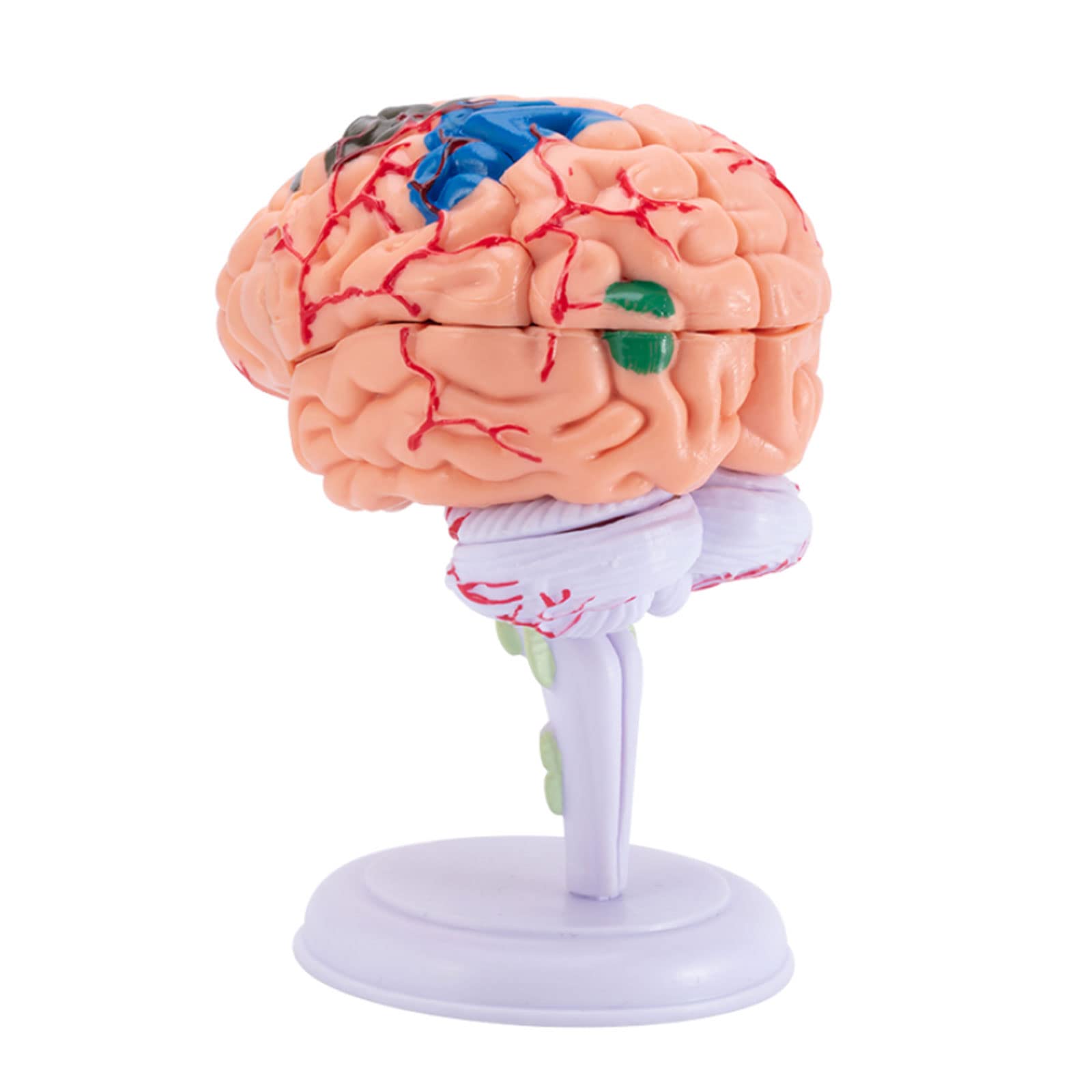 GTHTUHFD Classroom Study Human Brain Model Disassembled 4D Human Brain Model Medical Teaching Education Tool