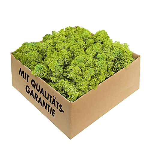 GJS Islandmoos - konserviertes Moos zum Basteln, Deko & DIY für künstliche Bilder, Pflanzen-Wand, Kunst, Modellbau sowie Oster- (Gras, Nest) & Weihnachtsdeko (Krippe, Adventskranz) (hellgrün, 500 g)
