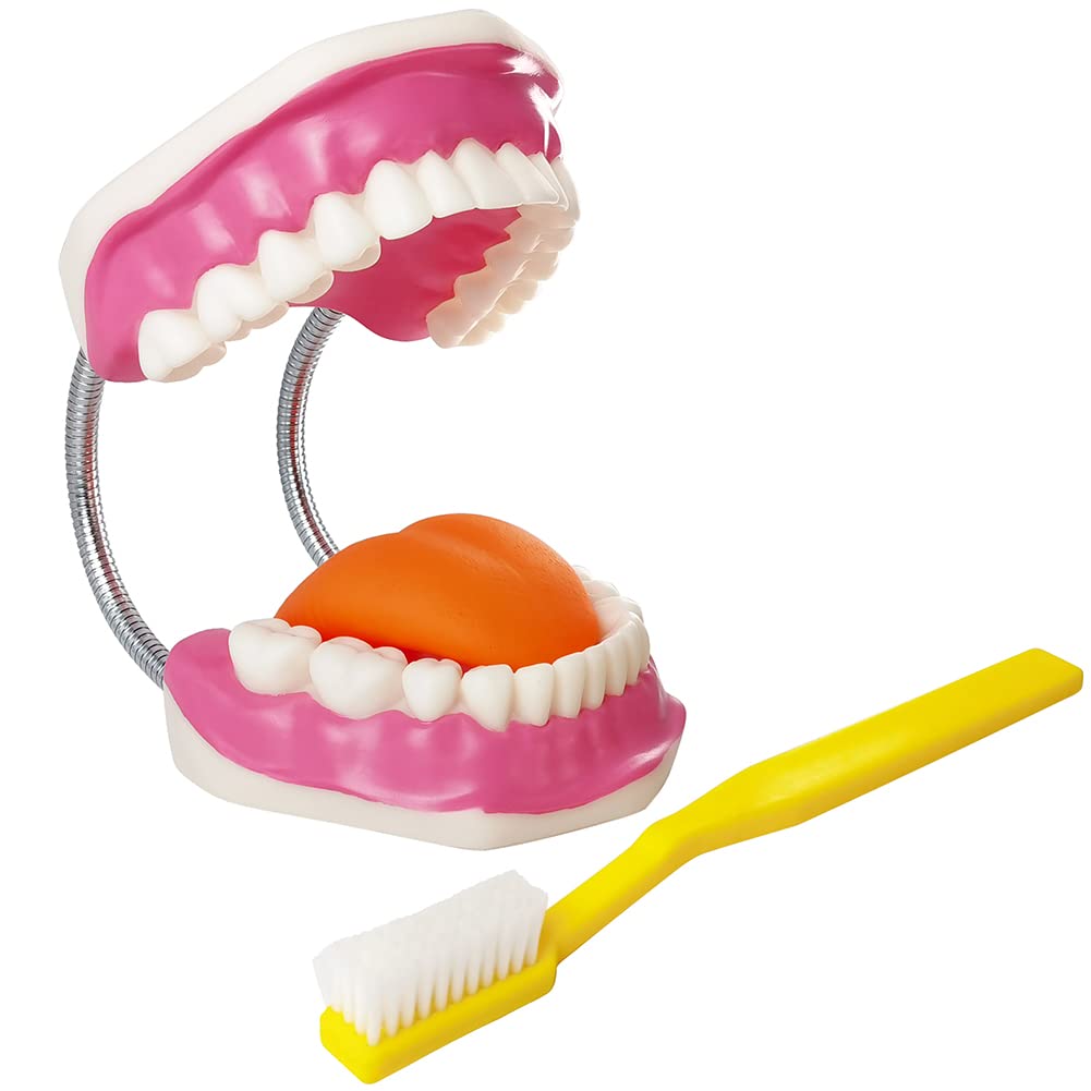 Evotech Dental Teeth Care Model, W/Giant Toothbrush, Kids Dental Care Teaching Demonstration Model, Speech Therapy Teaching Tool, Adult Standard Typodont Demonstration Teeth Model Yellow