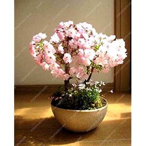 10 Semi Pz Mini Bonsai giapponese Sakura, Bonsai Fiore Cherry Blossoms casa Graden Decoration spedizione gratuita Giallo: Only Seeds