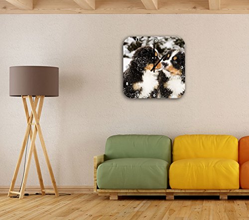 Bovaro del Bernese cucciolo nella neve, muro di