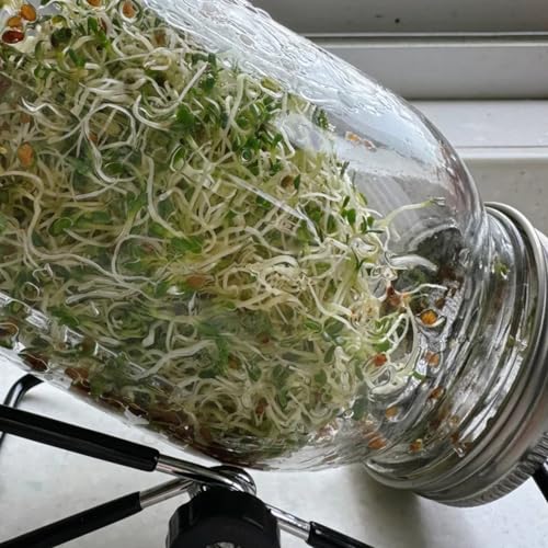 700 piezas Semillas de brotes de alfalfa, Semillas de microgreens, semillas de variedades antiguas. Alfalfa de cría de brotes. Semillas de Hortalizas, Semillas de Brotes de Alfalfa