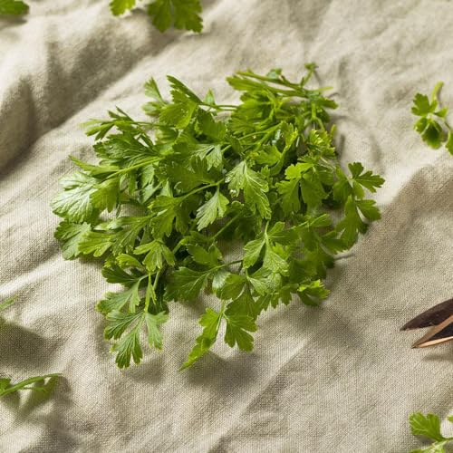 semillas de perejil orgánico - balcón perennes resistentes exóticas 100pcs