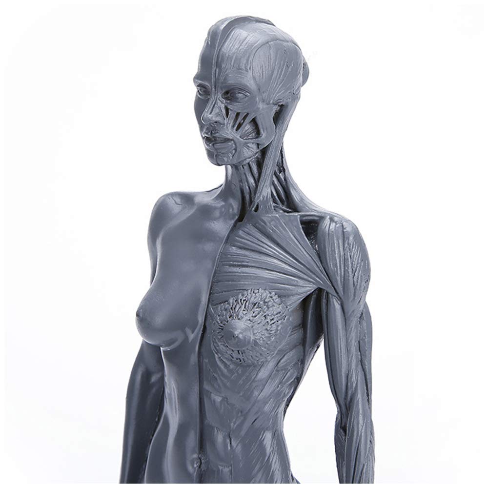 Figura di Anatomia del Corpo Umano - Figura di Anatomia Femminile E Maschile Modello di Muscolo Umano Modello Anatomico di Scheletro Umano - per Insegnamento di Studio Scolastico, Dimostrazione