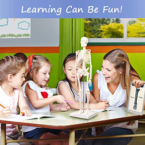 Evotech Scientific 111 Evotech Human Body, Skeleton And Heart Models-Best Anatomy Model Bundle Set Of 3 Hands-On 3D Model Study Tools thumb #6