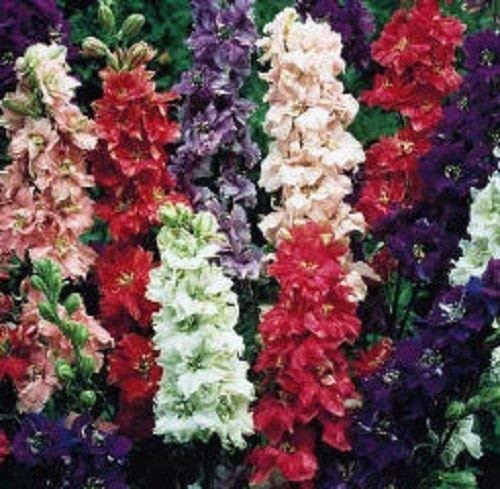Radha Krishna Agriculture FLOWERS SEEDS LARKSPUR FLOWER MIX COLOUR SEEDS F1 HYBRID SEEDS PACK (B07WCHB434) Amazon Price History, Amazon Price Tracker