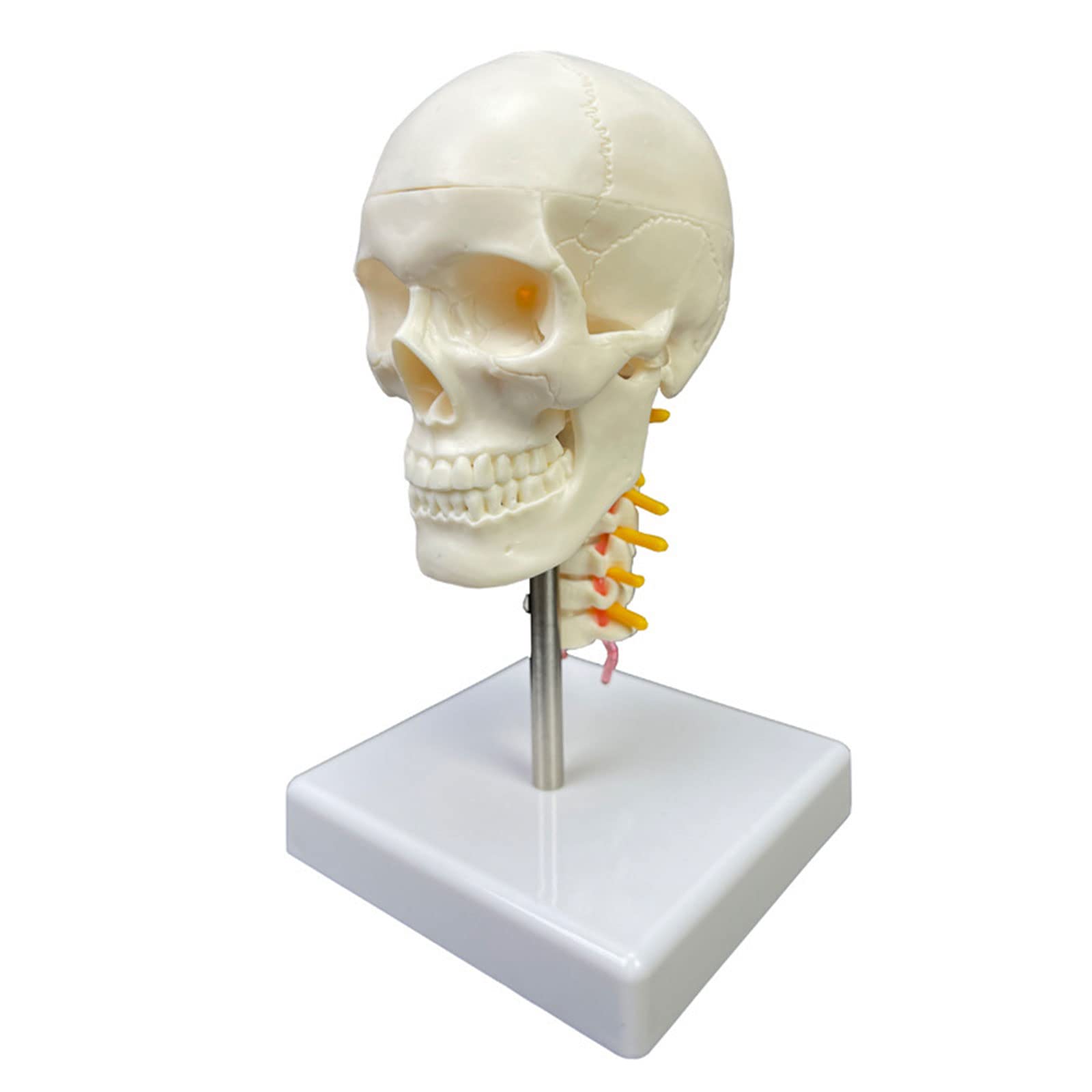 Cranio umano con vertebra cervicale Modello anatomico Scultura Fornitura medica per scienze Studio in aula Insegnamento del cranio umano con Vertebra cervicale Anatomico per Scienze Studio in aula