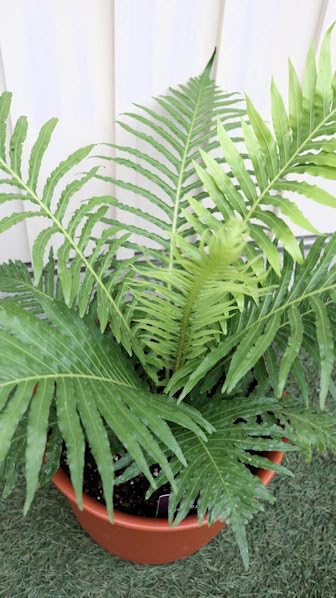 Amazon｜観葉植物 シダ植物 ブレクナム シルバーレディ 7号サイズ