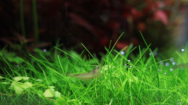 Amazon.co.jp: LEDSTAR 水槽 ライト model-NANO RGBW球 LEDライト