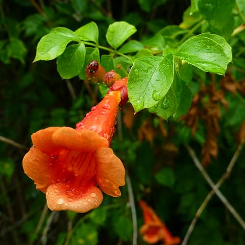QAUZUY GARDEN 20 Trumpet Vine Hummingbird Vine Orange Trumpet-Shaped Flowers Seed Drought Tolerant Ornamental Showy Rapidly-Growing Privacy Screen