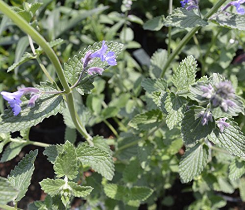 gardenexpert 15926 Nepeta "Walker's Low" Plant in 15 cm Pot - Green