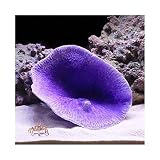 Yokam Künstliche Aquarienpflanzen, Aquarium-Ornament-Dekoration, 1 Stück Polyresin-Korallen-Ornamente, Korallenfisch-Aquarium-Dekoration 6 1/3