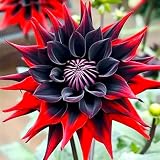 Ideale Dahlien, Schattentolerante Premium, üBerraschend Wachsend, Lange BlüTezeit, GemüTliche Gartenoase﻿, Gartendekoration, Seltene, -2 Dahlien-E