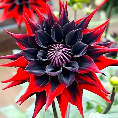 Ideale Dahlien, Schattentolerante Premium, üBerraschend Wachsend, Lange BlüTezeit, GemüTliche Gartenoase﻿, Gartendekoration, Seltene, -2 Dahlien-E