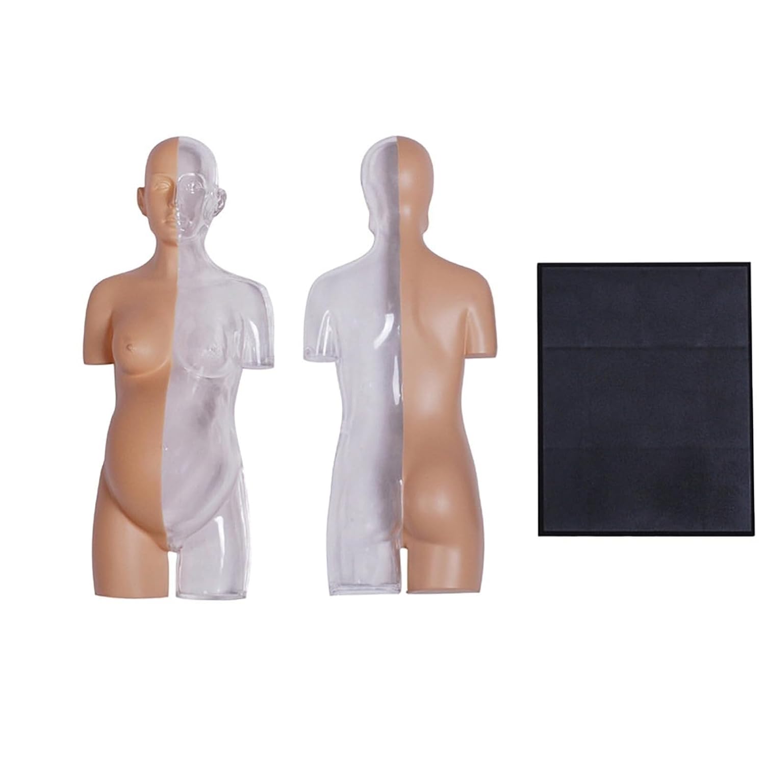 4D Transparent Pregnancy Torso Model, 8" Human Anatomy Skeleton with 41 Removable Parts, Educational Display for Preschool & School Teaching
