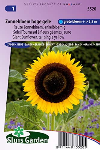Sunflower Tall Single Yellow - Flower Seeds | Classic Sunshine for Majestic Garden Displays