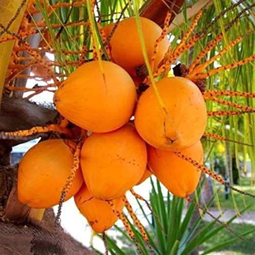 Mphmi Plantslive Nariyal, Coconut Tree (Golden, Hybrid) - Plant (B09NBVXMBZ) Amazon Price History, Amazon Price Tracker