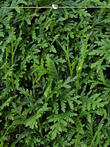 Brabant Tree of Life 160-180 cm 25 Hedge Plants Evergreen Privacy Fence :  Amazon.de: Garden