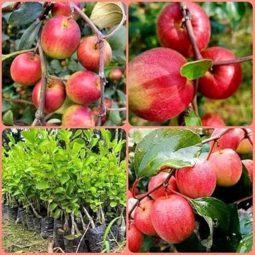 Image of All-Time 12 Months Hybrid GRAFTED Live Fruit Plant Original & Authentic Organic Tree for Outdoor Fast-Growing Fruit Plant Home Gardens Pack Of-1 (Kashmiri Red Apple Ber Plant, Medium)