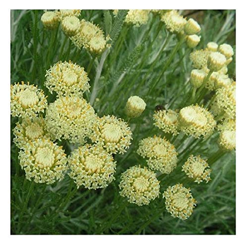 Graines De Lavande Coton Santolina Étrusque Santolina Etrusca