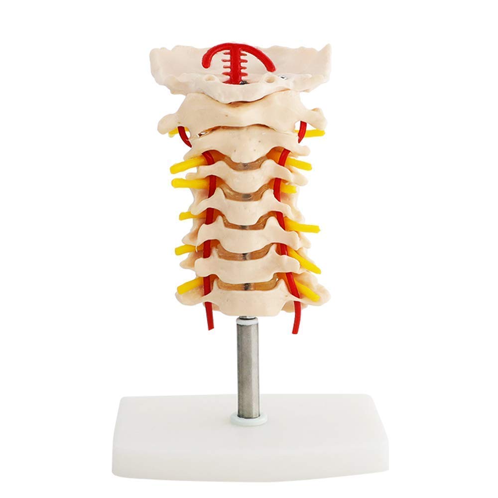 Educational Model Life Size Human Cervical Vertebra Model Anatomy Cervical Spine Skeleton Model with Carotid Artery for Medicine Teaching Aid Learn Orthopedics Clinic Display for School,Education