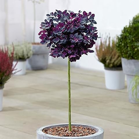 Cotinus Royal Purple Patio Tree for Gardens Cover