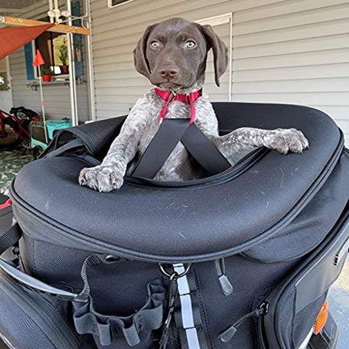 Goldfire Pet Carrier Portable Weather Resistant Motorcycle Dog/Cat Carrier Crate for Luggage Rack or Passenger Seat with Sissy Bar Straps (Black)