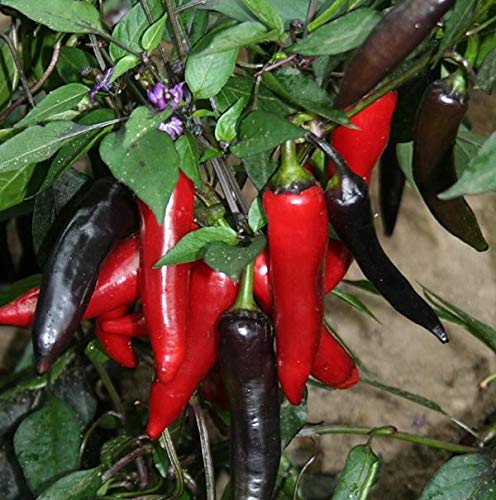 JustSeed - Vegetable - Chilli Pepper - Vampire - 5 Seed