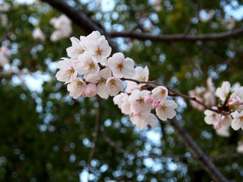 OLYMPUS ミラーレス一眼 OM-D E-M5 ダブルズームキット ブラック 1605万画素 防塵 防滴 OM-D E-M5 DZKIT BLK