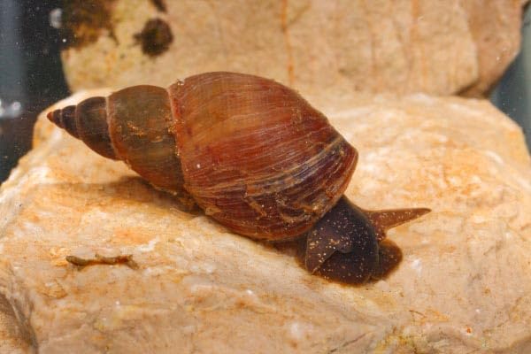 5x Stag Pond Snail Live Freshwater Aquarium/Pond Snail Natural Algae Cleaner