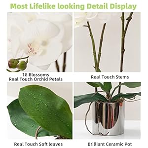 CXGS Artificial Orchid Flower Plant Real Touch Faux Orchids in Ceramic Vase White 19.7'' Fake Phalaenopsis Flower Arrangement Centerpiece Home Indoor Decor CXGS Artificial Orchid Flower Plant Real Touch Faux Orchids in Ceramic Vase White 197 Fake Phalaenopsis Flower Arrangement Centerpiece Home Indoor Decor