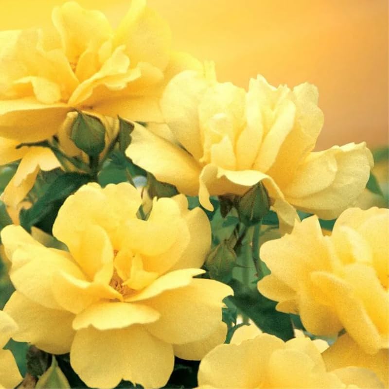 Amazon.com : Lemon Yellow Rose Bush Plant Live Shrub Rebloomers ...