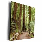3dRose Museum Grade Canvas Wrap - California, Marin County, Muir Woods NM, Path - US05 IHO0157 - Inger Hogstrom Paths