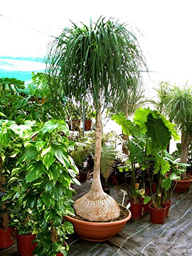 PLAT FIRM Germinazione dei Semi: Beaucarnea recurvata, Nolina Coda di Cavallo Palm Bello Albero Bonsai 20 Semi