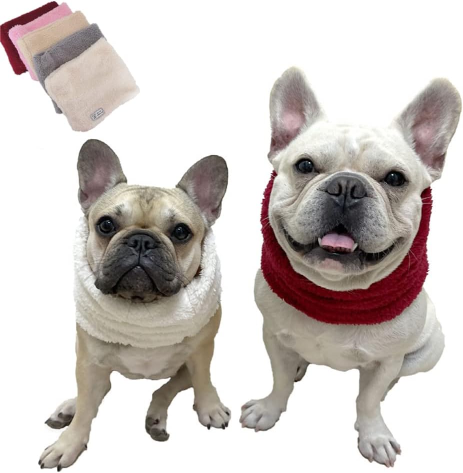 Do French Bulldogs Get Cold Easily