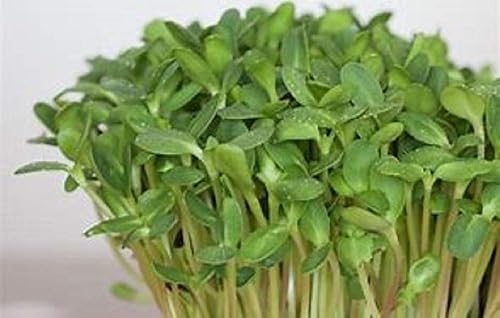 Miniatura 4 de Semilla de germinación de girasol, sin OMG, 8 onzas, marca Country Creek Acre, semillas de girasol para brotes, plantación de jardín, cocina, sopa,